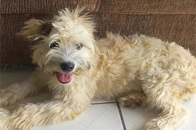 Brasile, donna compra un divano usato e trova un cane: adottato