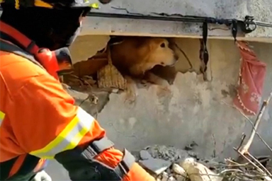 Estratto cane vivo dalle macerie otto giorni dopo il terremoto in Turchia