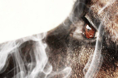 Fumo passivo, anche i cani ne subiscono gli effetti nocivi
