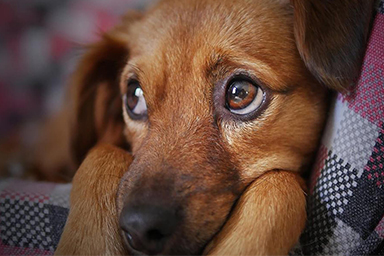 La conferma di uno studio italiano: “Anche i cani soffrono quando perdono un loro compagno”