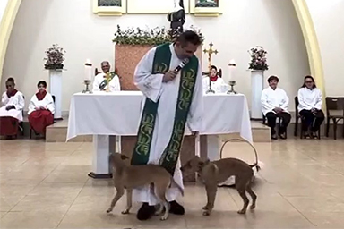Due cani entrano in chiesa e imbarazzano il prete: il video