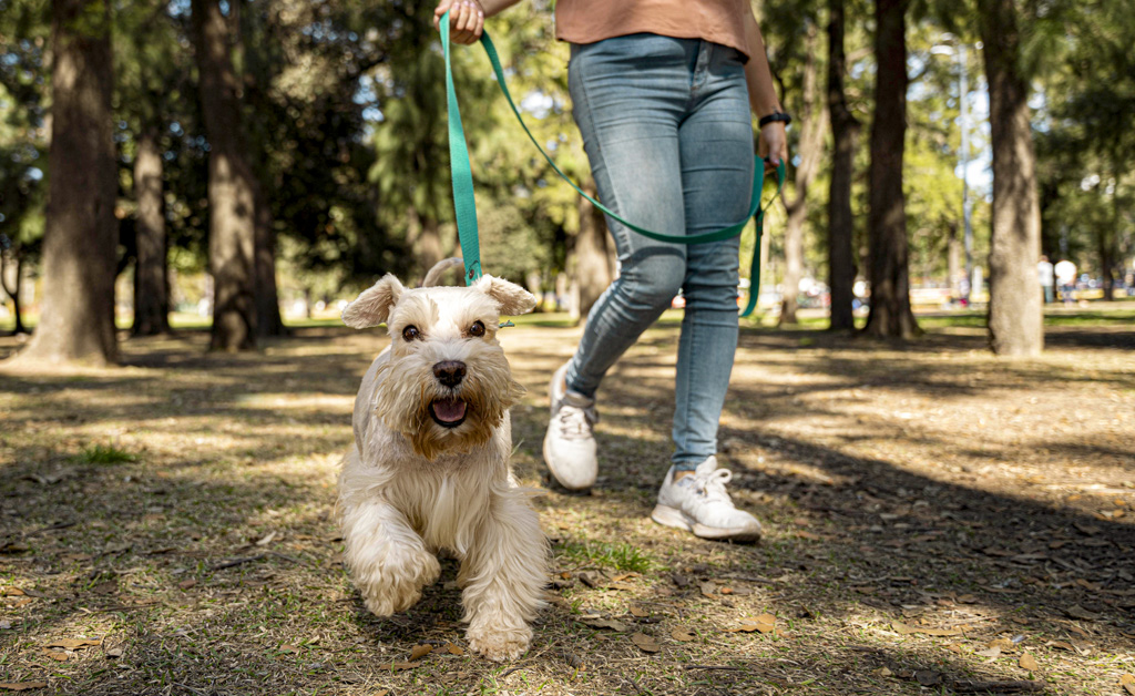 Cani e guinzaglio: come abituarli alla passeggiata quotidiana