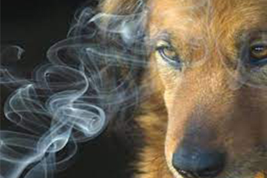 fumo e cane