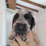 Cocker Spaniel Inglese Roani da allevamento amatoriale