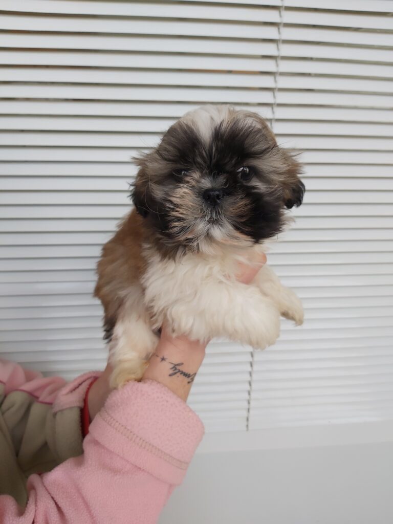 Shihtzu tricolore