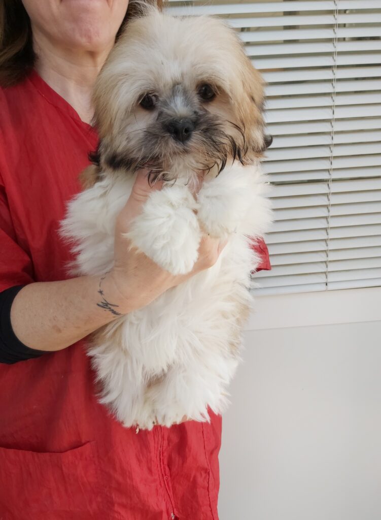 Lhasa apso tibetano