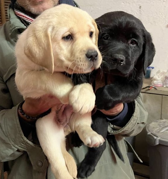 Disponibilità cuccioli Labrador