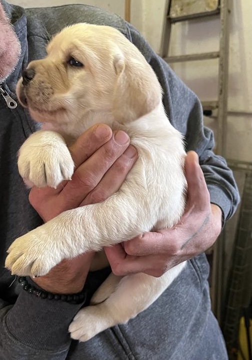 Disponibilità cuccioli Labrador