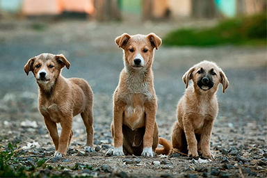 L'ultimo studio: “I cani di Chernobyl si sono distinti geneticamente”