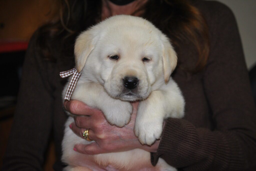 CUCCIOLI LABRADOR GIALLI DISPONIBILI