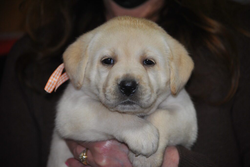 CUCCIOLI LABRADOR GIALLI DISPONIBILI