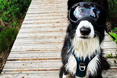 Cane quasi cieco indossa degli occhiali speciali e ritorna a vivere: la storia di Gus