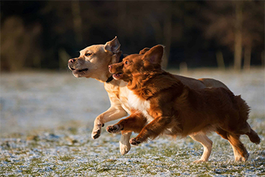 Un nuovo studio: “Anche nei cani l'attività fisica è importante per rallentare la degenerazione cognitiva”