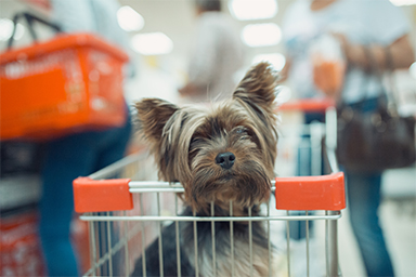 Il Ministero della Salute: “I cani possono entrare nei supermercati, ma garantendo la sicurezza dei cibi”
