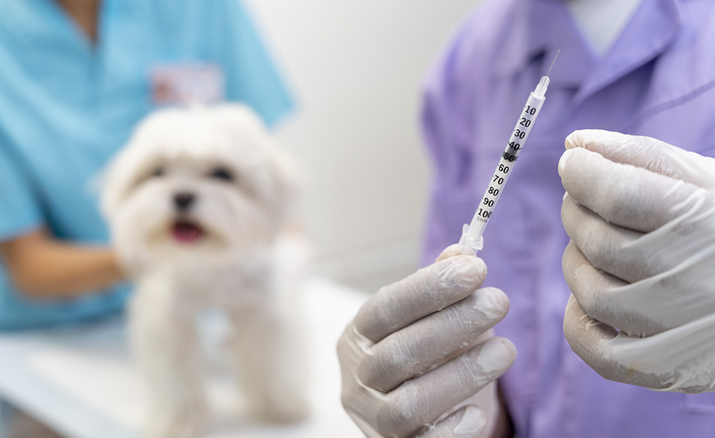 Vaccini del cane: quali sono, quando farli, costi e consigli!