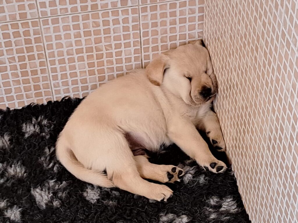 LABRADOR BIONDI