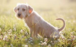 Come abbassare il pH delle urine nel cane: 5 consigli pratici