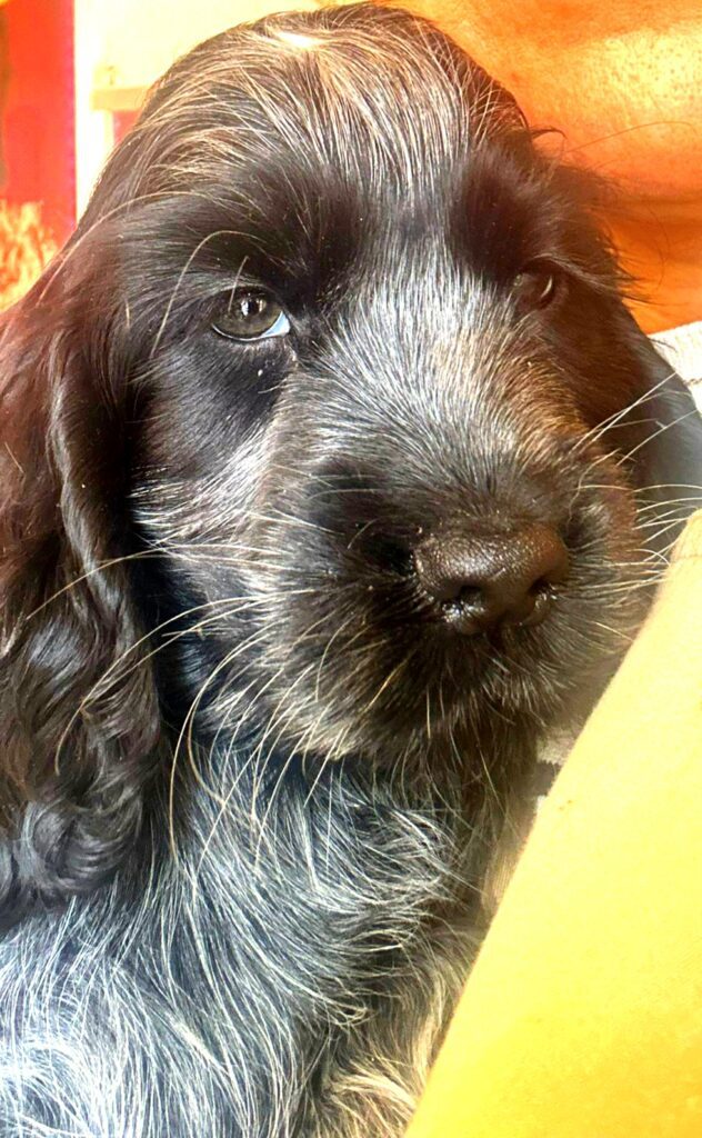 Cocker Spaniel Inglese Roani