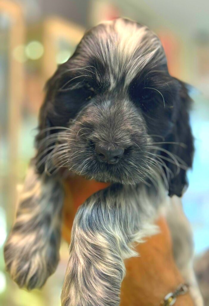 Cocker Spaniel Inglese Roani