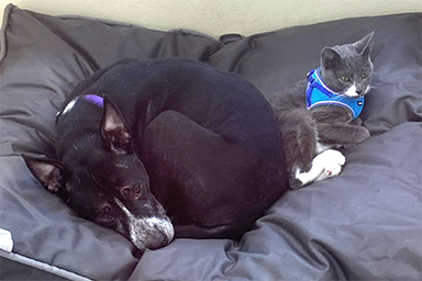 Dalla strada all'adozione insieme: la storia del cane Sassy e del gatto Shadow