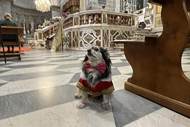 In chiesa con il proprietario: le foto del cane fanno il giro della Rete