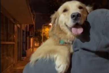 Incontra l'ex fidanzato della proprietaria e ha una reazione straordinaria: ecco il cane Gala