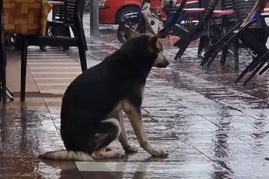 La storia del cane Bairava, ritrovato dopo quasi un anno grazie a un video sui social