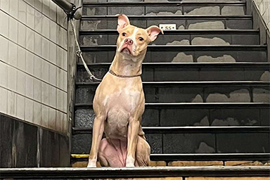 Abbandonato in una stazione metropolitana, cane viene adottato: la storia di Peaches