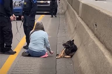 Donna scende dall'auto e protegge cane ferito in autostrada fino all'arrivo dei soccorsi