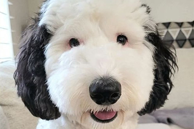 Ecco Bayley, la cagnolina che somiglia a Snoopy