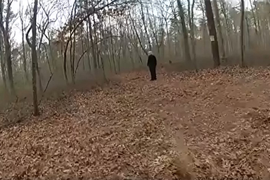 Cane protegge bimbo smarrito nel bosco fino al suo ritrovamento