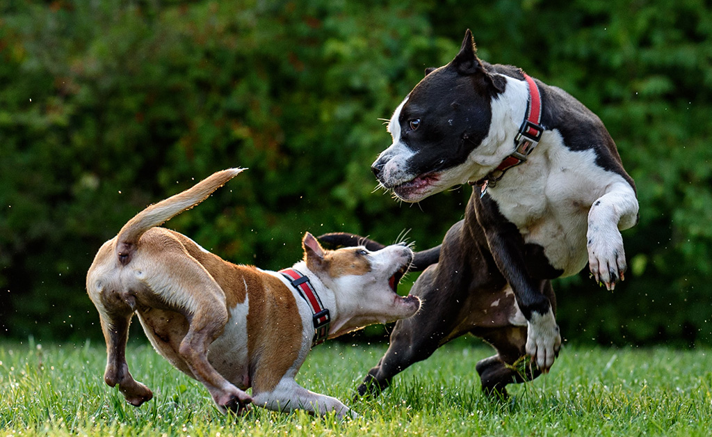 Come fermare una lite tra cani? Ecco come difendere il tuo cane se viene attaccato