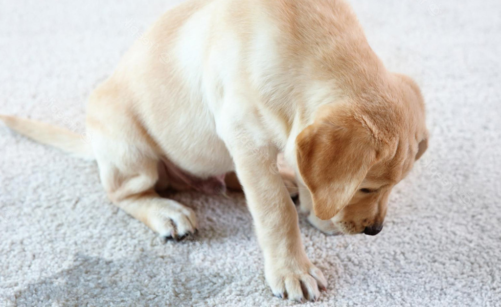 Cosa fare quando il cane vomita? Cause, sintomi e rimedi