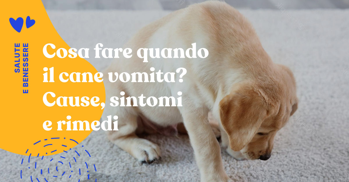 Cosa fare quando il cane vomita? Cause, sintomi, rimedi e come aiutarlo