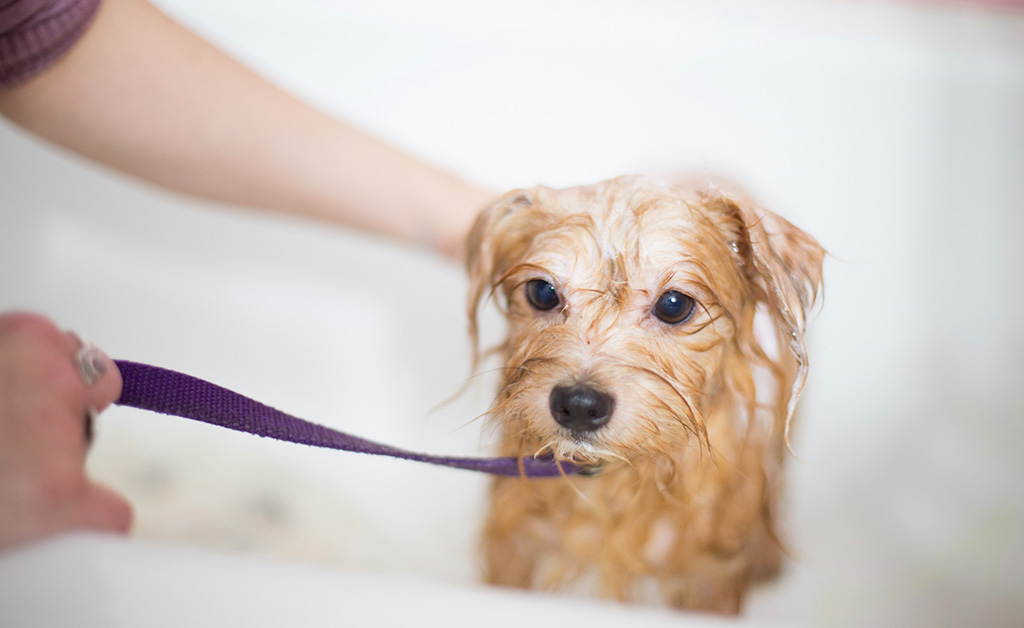 Come lavare il cane? Ecco ogni quanto fargli il bagno