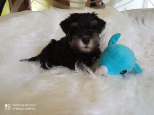 Schnauzer nano nero argento (Zwergschnauzer)