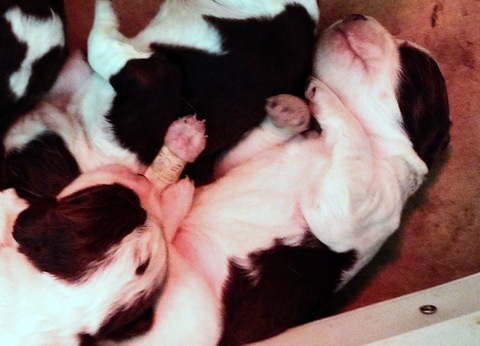 cuccioli bianco fegato nati il 27 aprile da Frida e Giotto di Val Brandeglio