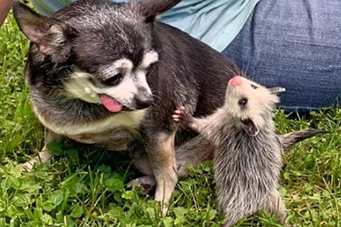 Quattro opossum salvati e adottati da cane anziano: il tenero gesto di Sophia