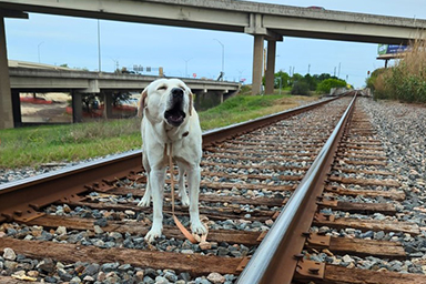 Storie a lieto fine, agente salva cane sui binari prima dell'arrivo del treno