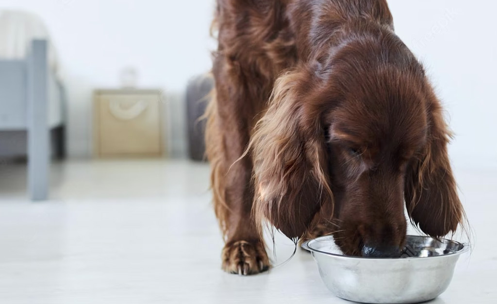 Quanta carne dare al cane ogni giorno: i valori nutrizionali per una dieta bilanciata