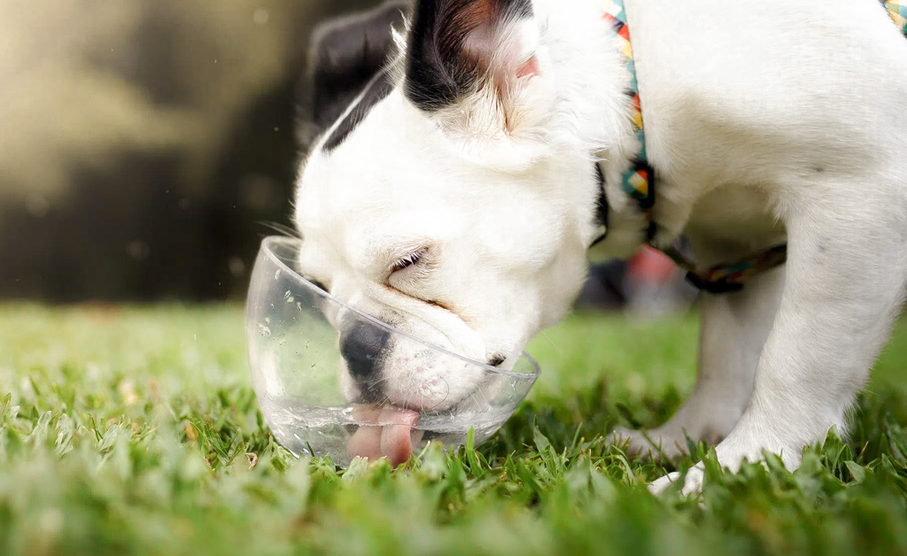 Quanto deve bere il cane per essere in salute? Guida completa sull'idratazione dei cani