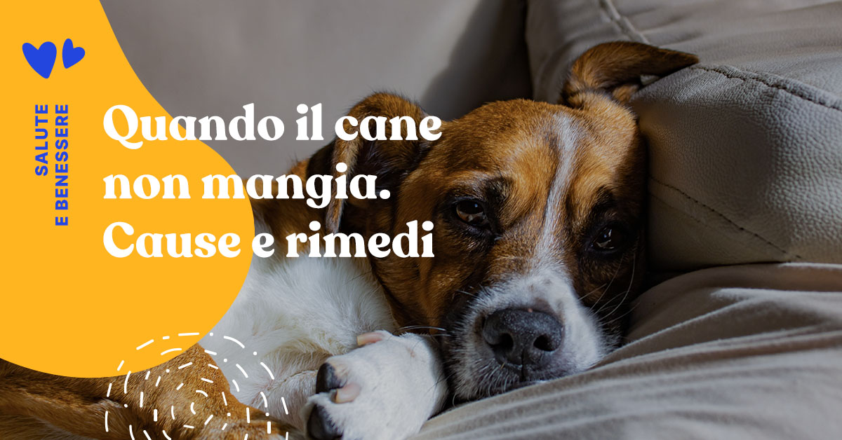 Perché il mio cane non mangia? Cause e soluzioni quando il cane rifiuta
