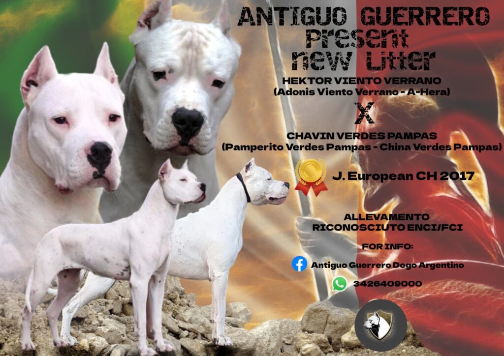 Antiguo Guerrero Dogo Argentino