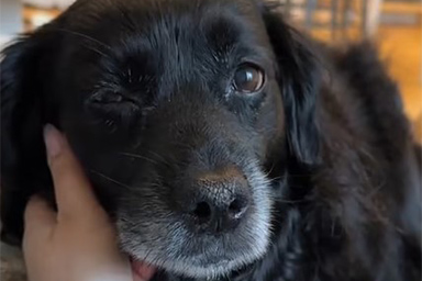 Un week-end nella foresta prima di dare l'ultimo saluto al loro cane: il video commuove il web