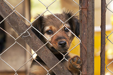 Chi adotta un cane randagio non paga la Tari: l'iniziativa di Alberobello