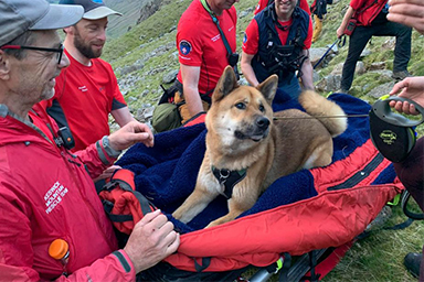 Si ferisce a una zampa sulla montagna più alta dell'Inghilterra: Akita salvato dal soccorso alpino