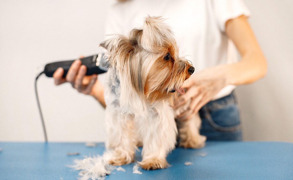 Lavare e tosare un cane aggressivo: tutto quello che devi sapere