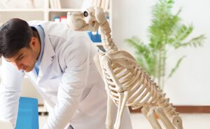 Anatomia e curiosità dell'apparato scheletrico del cane