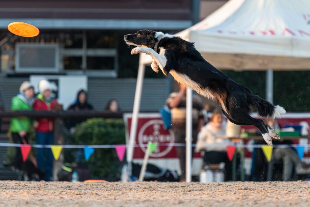 Buskers Disc Dog Team