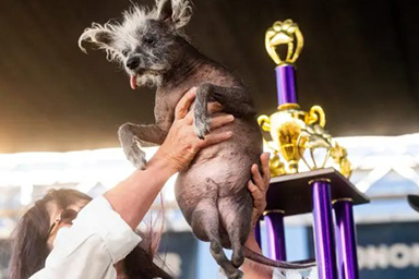È Scooter il cane più brutto del mondo, premiato anche per il suo coraggio